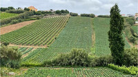 L'agriculture portugaise est en pleine expansion . Crédit : Jochen Faget/DW