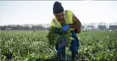 Un travailleur migrant récoltant des fleurs près de Holbeach, dans l'est de l'Angleterre, février 2019 (OLI SCARFF / AFP)