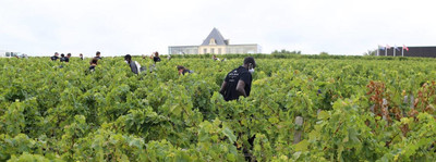 HCR/KATE Thomson-Gorry | France : des réfugiés aident à maintenir les vignobles en activité pendant le covid-19