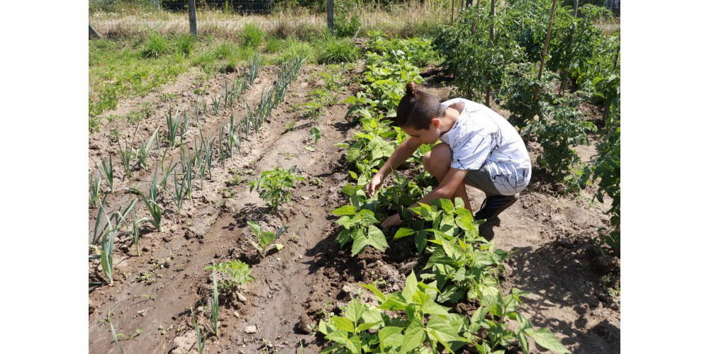 Un jeune refugie albanais se passionne pour le jardinage 2